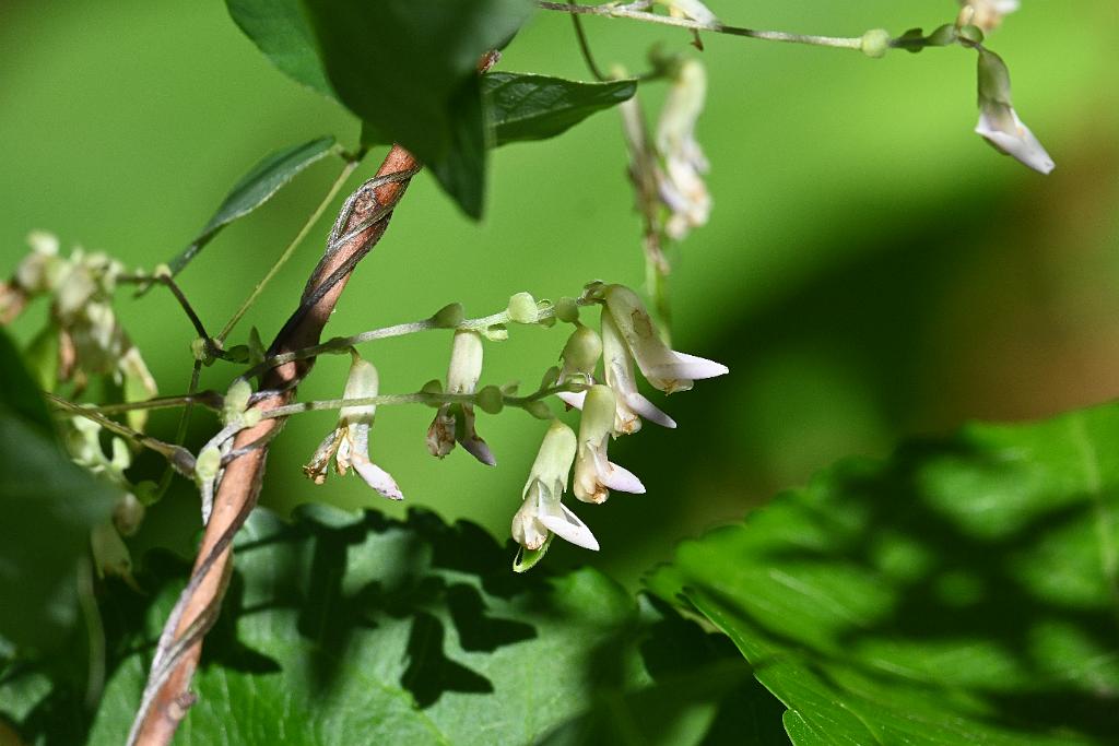 2025-08300249 Broad Meadow Brook, MA.JPG - American Hog Peanut (Amphicarpea bracteata). Broad Meadow Brook WIldlife Sanctuary, MA, 8-30-2025